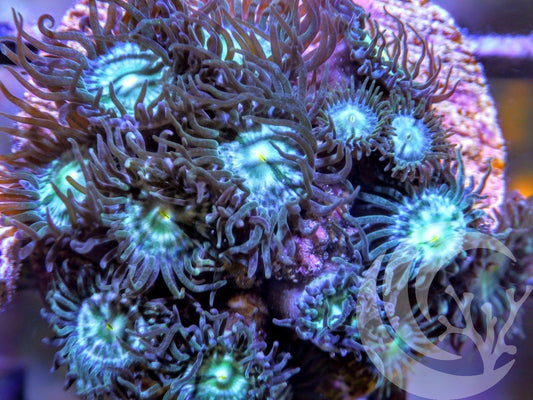 Turquoise Zoanthids