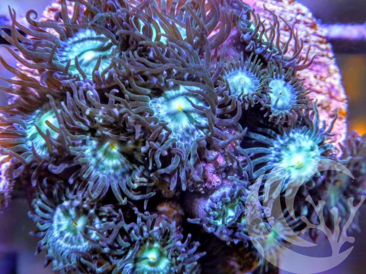 Turquoise Zoanthids