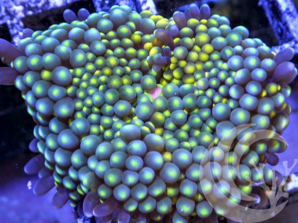 Rainbow Ricordea florida