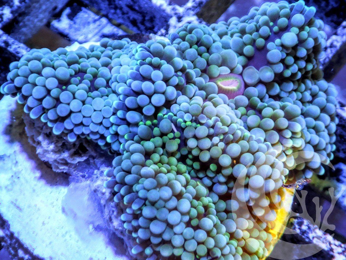 Blue Ricordea florida