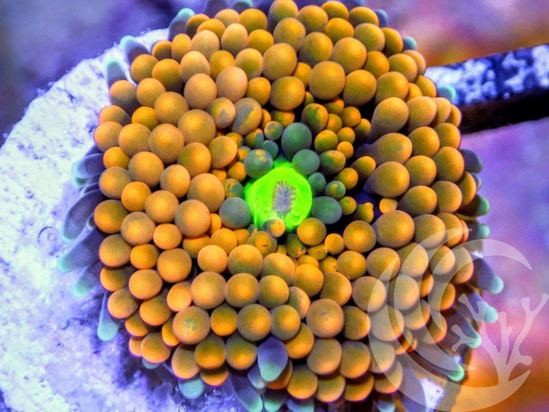 Orange Ricordea florida