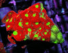 Rainbow War Coral Favites