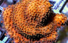 Orange Sherbet Encrusting Montipora