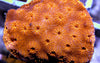 Orange Pavona maldivensis