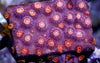 Pink Polyp Cyphastrea