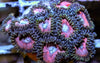 Pink Zoanthids