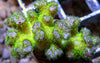 Violet Tip Lime Pocillopora damicornis