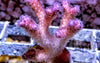 Cotton Candy Pocillopora