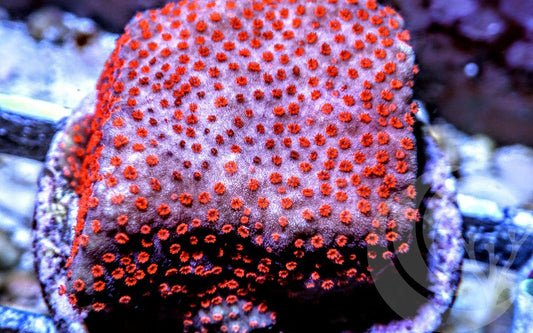 Cherry Bomb Montipora