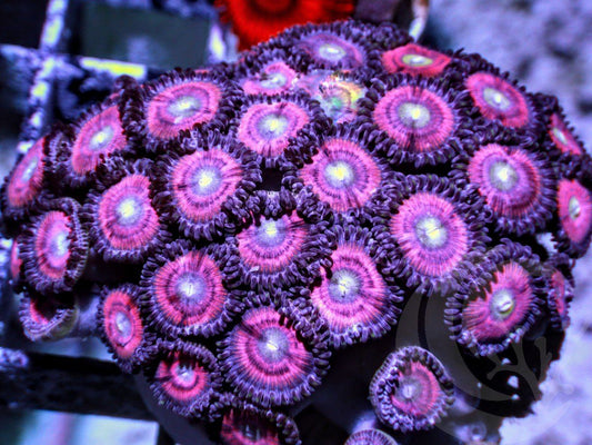 Hot Pink Zoanthids
