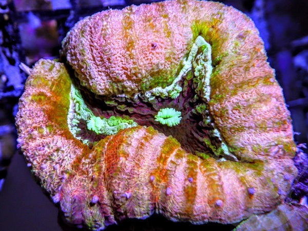 Unique Branching Lobophyllia - Pacific East Aquaculture