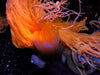 Tube Anemone