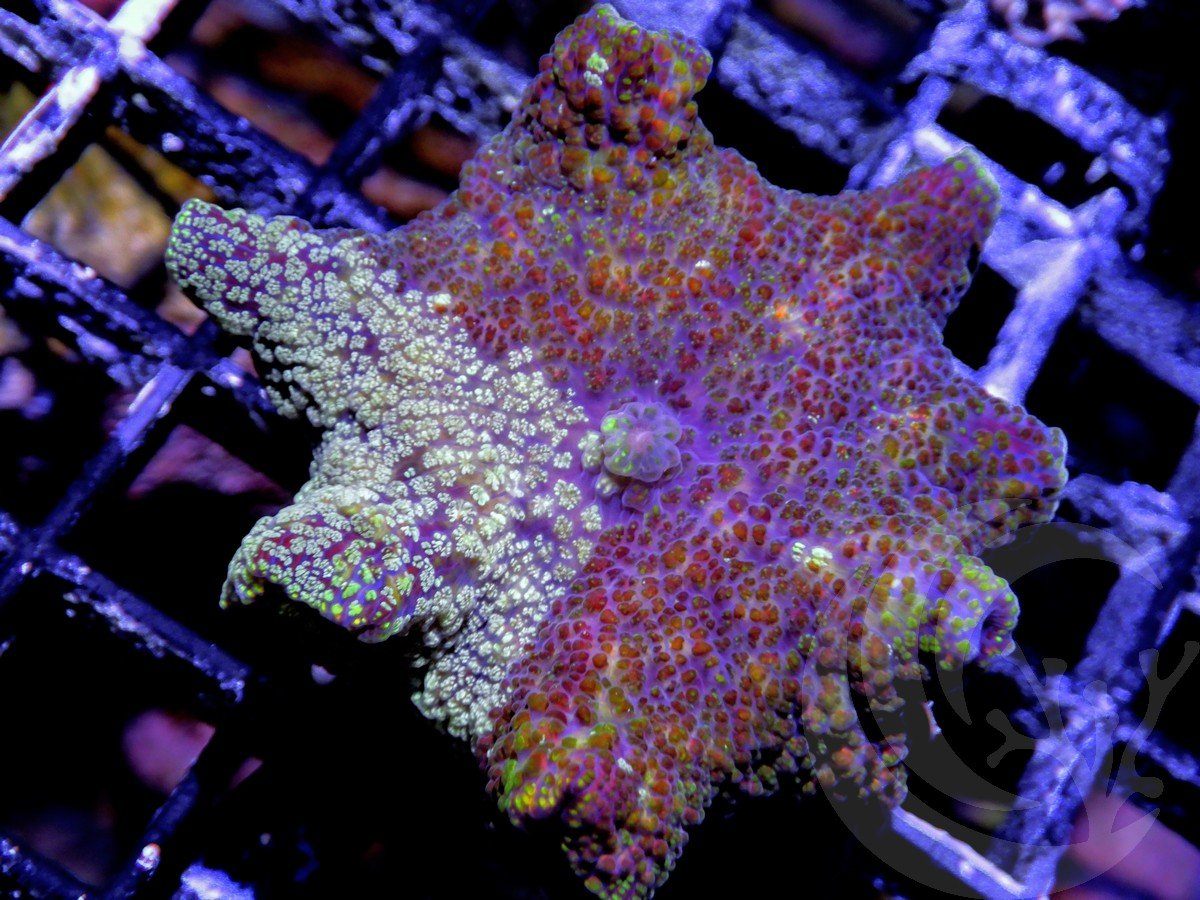 Two-faced Discosoma Mushroom