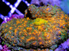 Orange XMen Rhodactis Mushroom