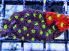 Black Cherry War Coral Favites