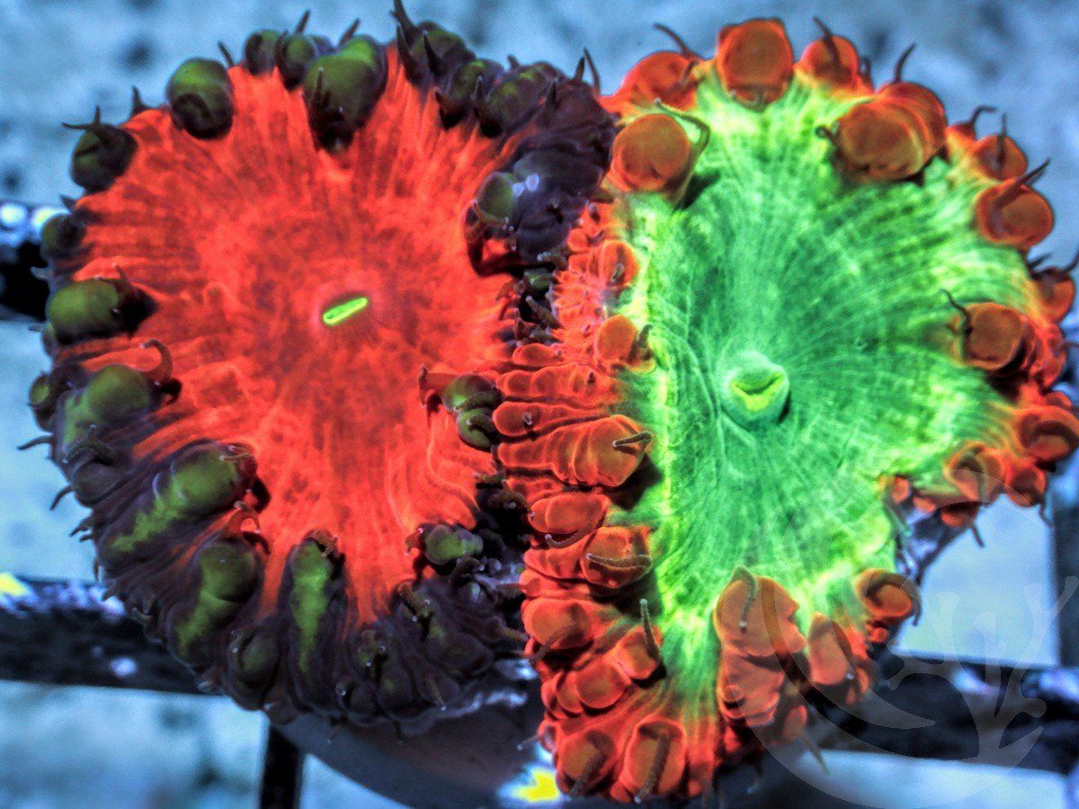 Blastomussa wellsi combination