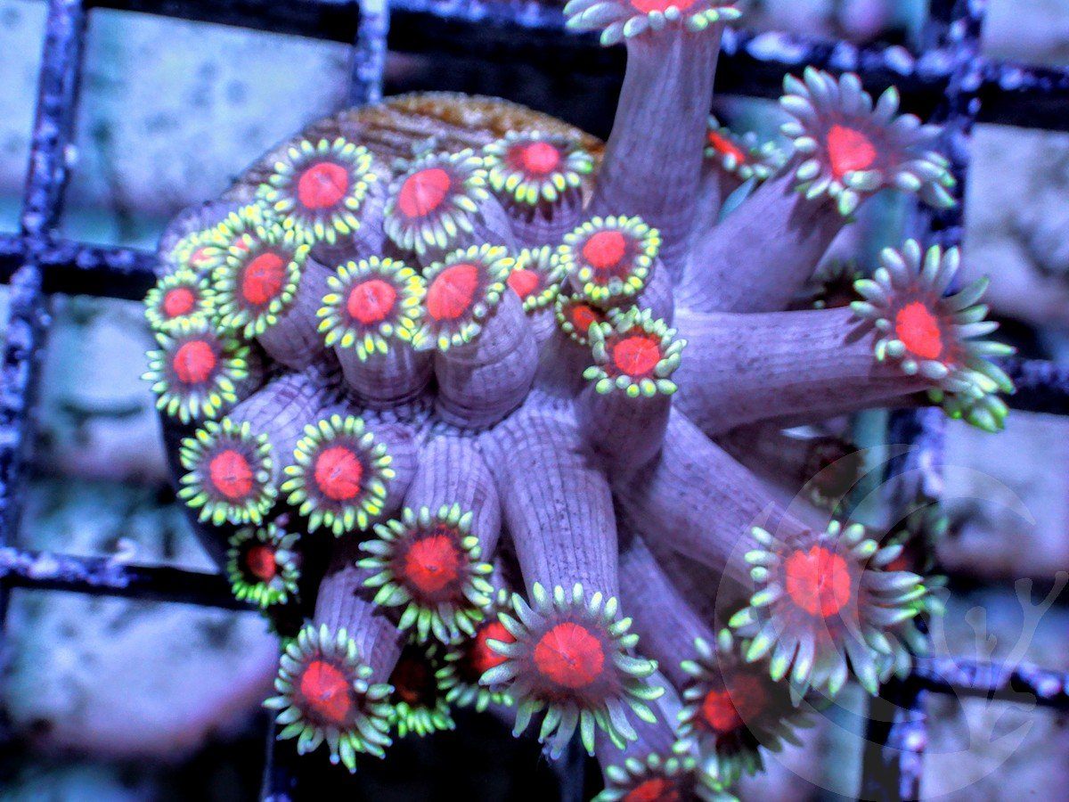 Clown Nose Alveopora