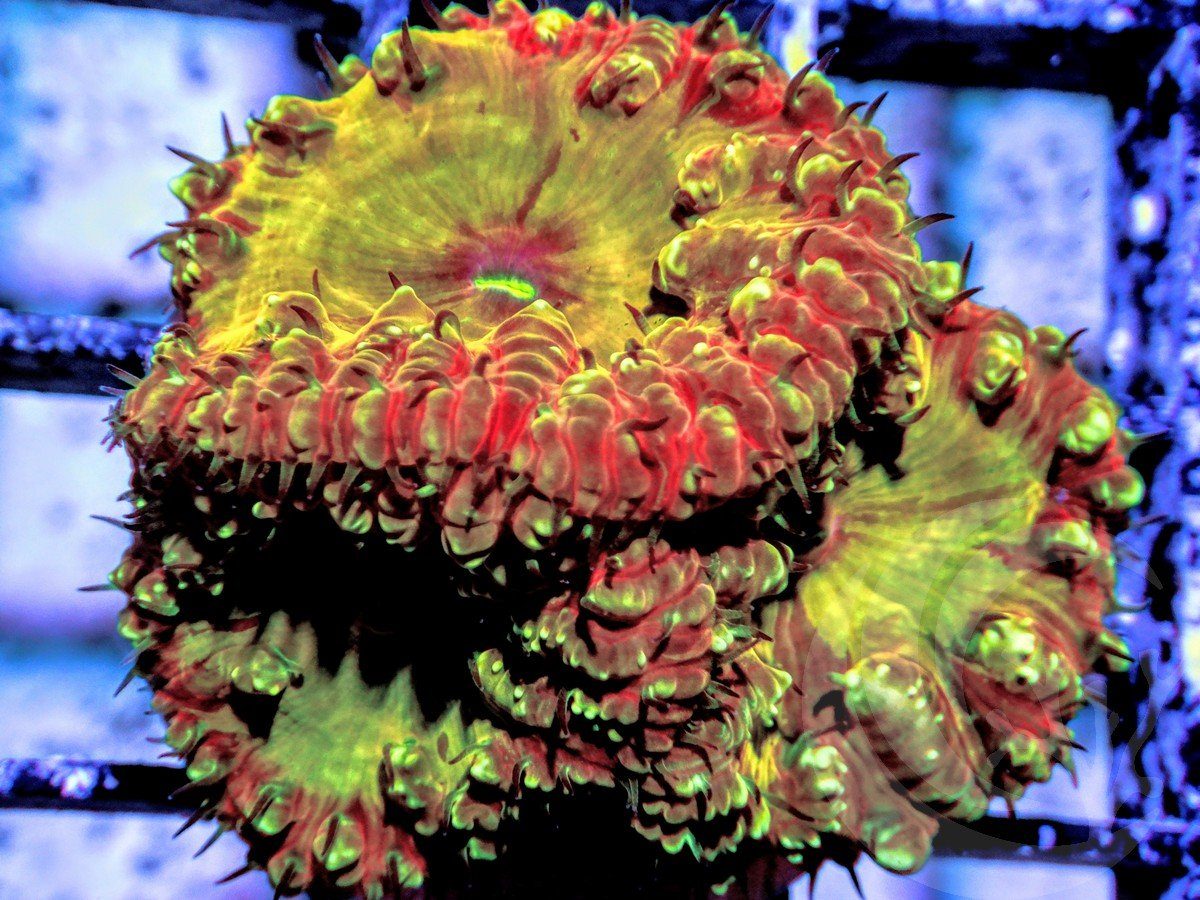 Gold Miner Blastomussa wellsi