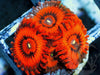 Fiery Embers Zoanthids