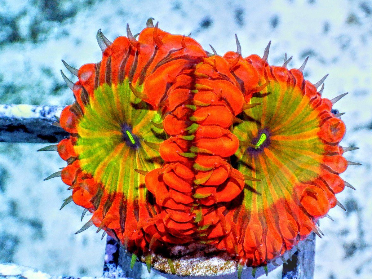 Dragon Fangs Blastomussa wellsi