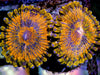 King Midas Zoanthids