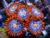 Fire and Ice Zoanthids