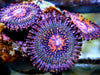 Dark Galaxy Zoanthids