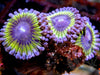 Kiwi Zoanthids