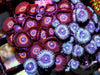 Red Devil and Metallic Blue Zoanthids