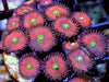 Christmas Wreath Zoanthids