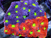 Two Faced Rainbow War Coral Favites