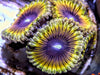 Lemon Tart Zoanthids