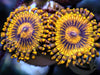 Fools Gold Zoanthids