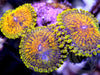 Metallic Sunburst Zoanthids