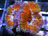 Rainbow Acan lordhowensis