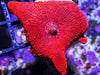 Super Red Discosoma Mushroom