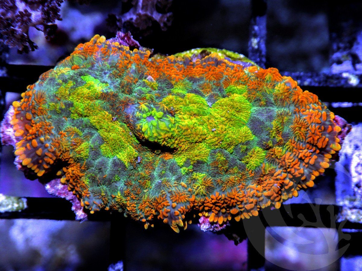 Rainbow Patchwork Rhodactis Mushroom