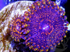 Dark Galaxy Zoanthids