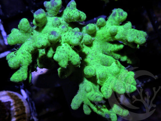Lime Finger Leather