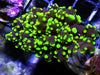 Neon Frogspawn