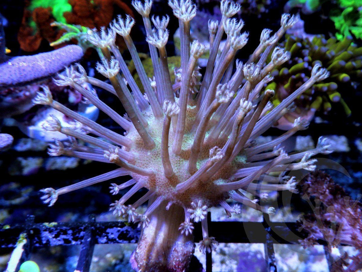 Weeping Willow Toadstool Leather