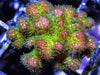 Rose tip Pocillopora damicornis