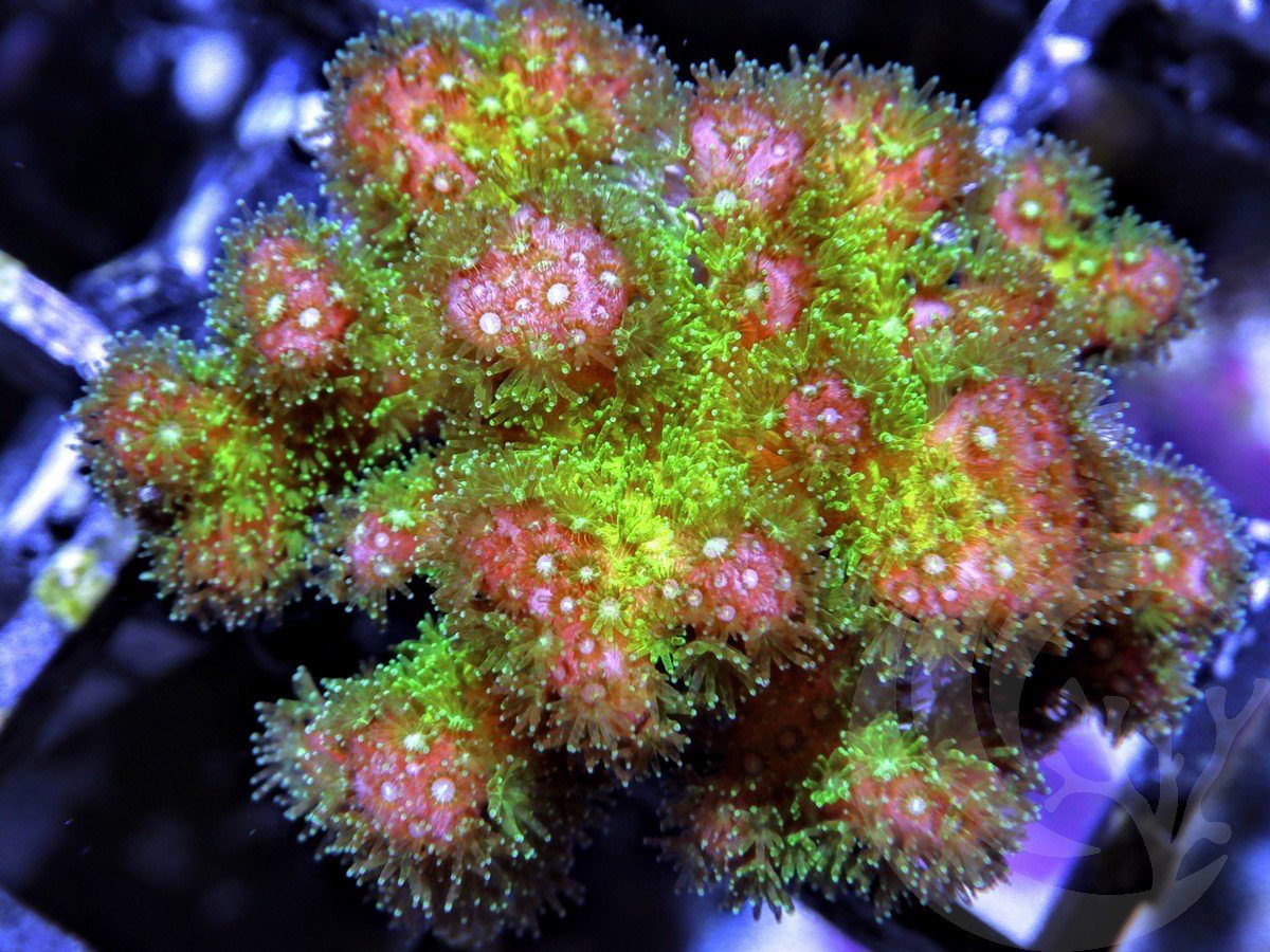 Rose tip Pocillopora damicornis