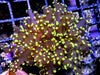 Yellow-Gold Frogspawn