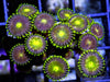 Sunny Plum Zoanthids