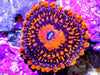 Fire Passion Zoanthid