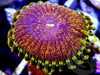 Sun Ripened Zoanthid