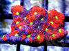 Purple Splashed War Coral Favites