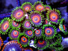 Eagle Eye Zoanthids