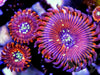 Magic Sprinkles Zoanthids